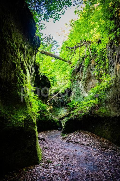 北海道　支笏湖　苔の回廊 北海道,hokkaido,支笏湖の写真素材