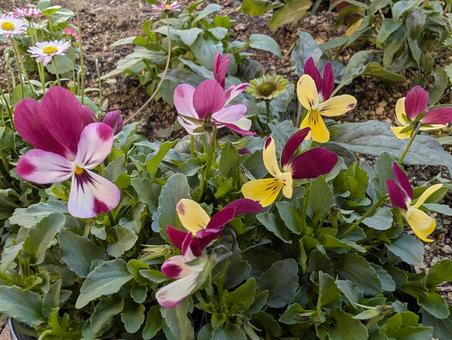 ビオラの花 10 ビオラ,花,ピンクの写真素材