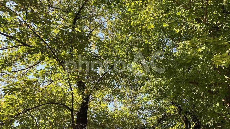 秋空の木々の木漏れ日 新緑,木漏れ日,緑のトンネルの写真素材