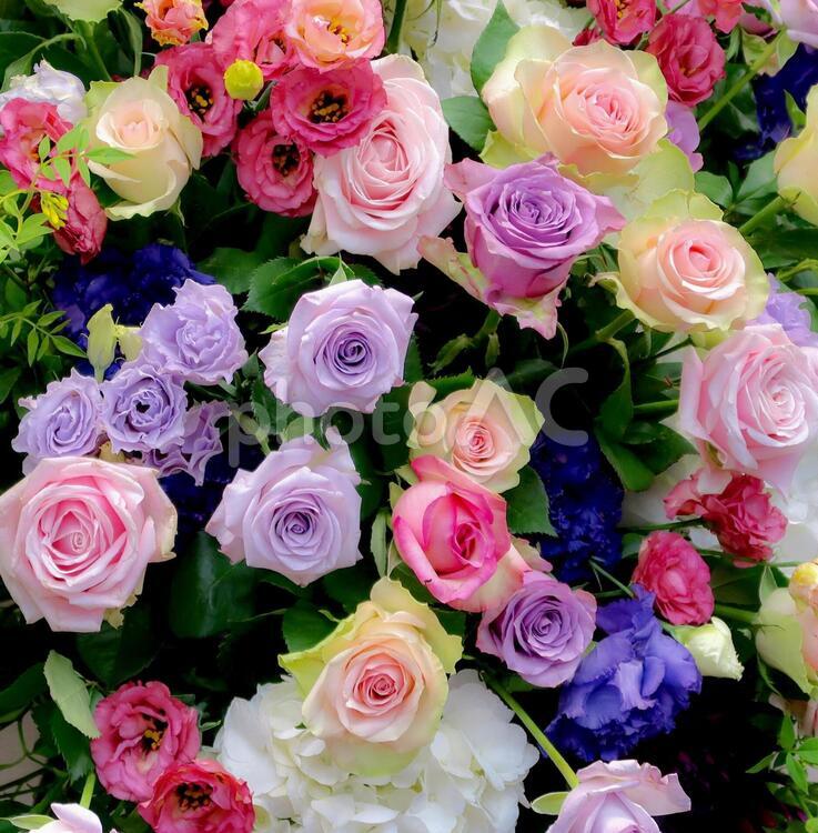 色とりどりの薔薇 花束,バラ,結婚式の写真素材