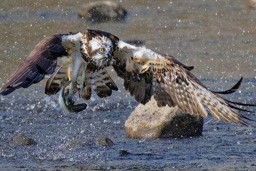 川で魚を捕るミサゴ ミサゴ,鶚,ウオタカの写真素材