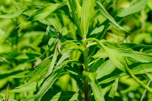 Short-horned grasshopper⑵, JPG