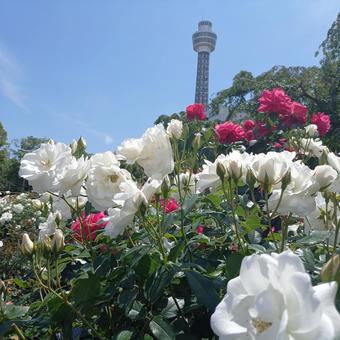 白いバラとタワー 白いバラとタワーの写真