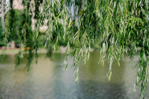木 夏,風景,花の写真素材