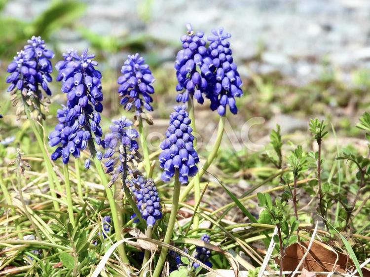 きれいな花 植物,花,川辺の写真素材