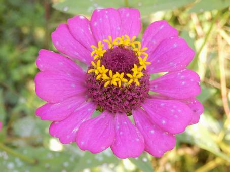 【花の写真】 ヒャクニチソウ（百日草） 百日草,ヒャクニチソウ,植物の写真素材