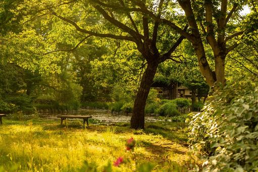 Sunlight and bench in the park, JPG Sunlight and bench in the park, JPG