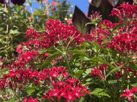 赤いペンタスの花 赤い花,春,夏の写真素材