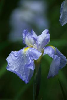 Pass the incense of Edo to now, JPG Pass the incense of Edo to now, plant, flower, iris, JPG