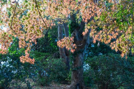 秋の気配・色づく紅葉 秋の気配・色づく紅葉 紅葉,紅葉狩り,モミジの写真素材