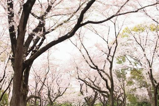 見上げる桜 見上げる桜の写真