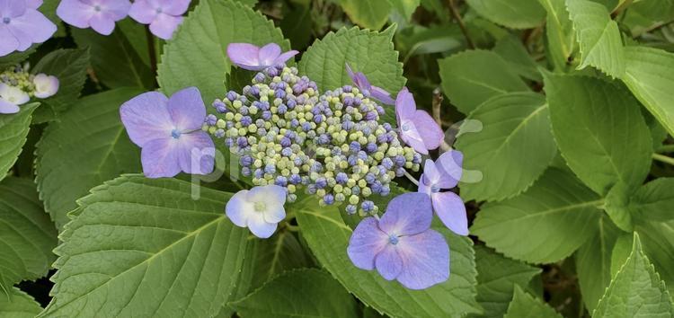 ガクアジサイ ガクアジサイ,紫色,パープルの写真素材