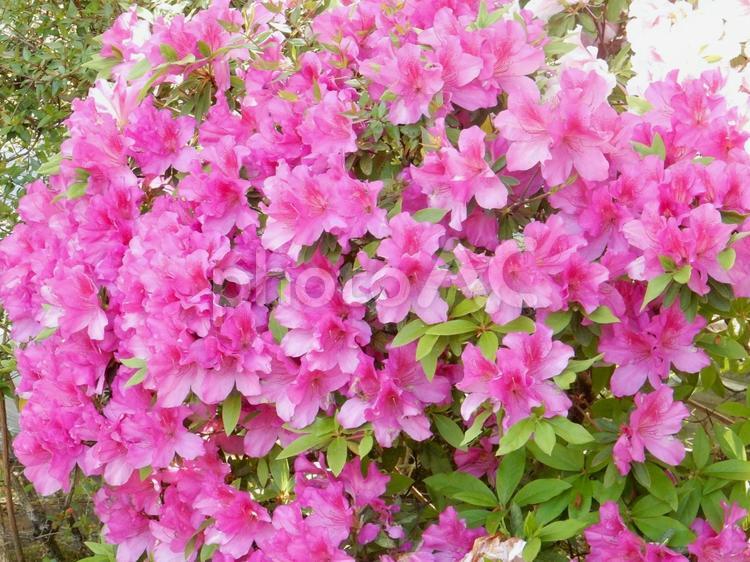 【花の写真】ツツジの花 ツツジ,つつじ,躑躅の写真素材
