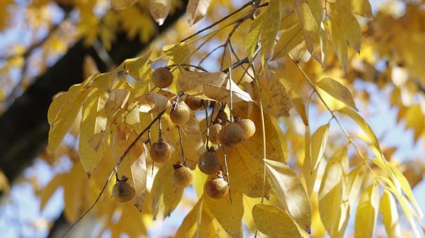 【植物の写真】ムクロジ（無患子） ムクロジ,無患子,黄色の写真素材
