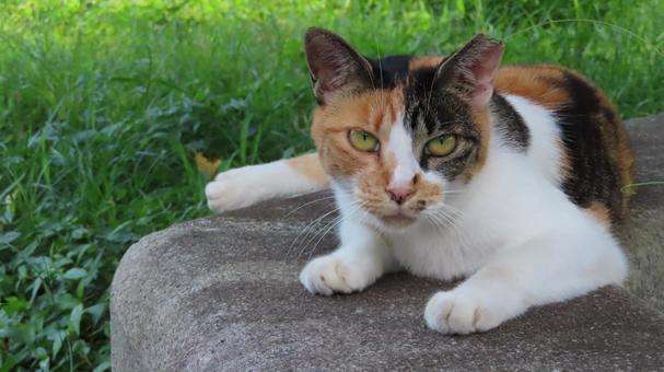 快適に夕涼みを楽しむもふもふな三毛猫 快適に夕涼みを楽しむもふもふな三毛猫の写真