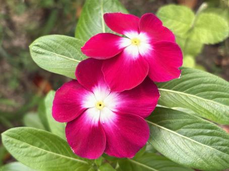ニチニチソウ(日日草)の花 ニチニチソウ(日日草)の花の写真