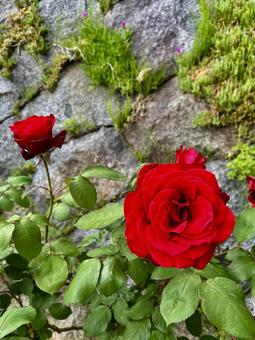 美しい赤薔薇 美しい赤薔薇の写真