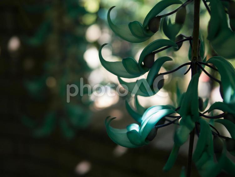 スポットライトとヒスイカズラ ヒスイカズラ,翡翠葛,ヒスイカツラの写真素材