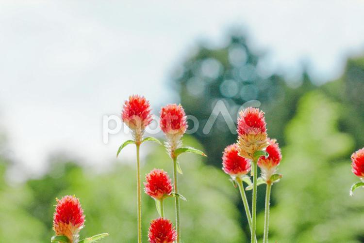 秋、かわいい赤い穂のような花の植物１ 秋,花,赤の写真素材