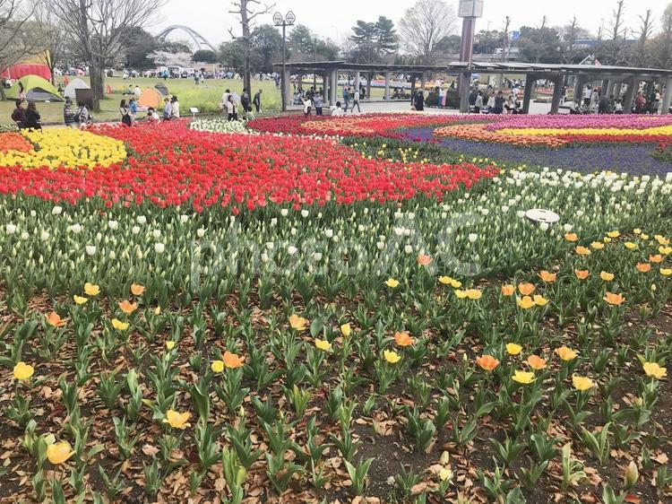 国営木曽三川公園のチューリップ畑 国営木曽三川公園,チューリップ畑,春の写真素材