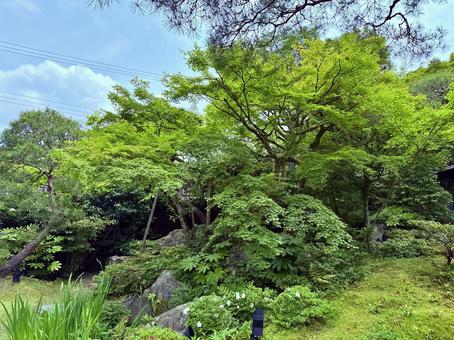 力強く成長する木々 日本庭園,京都,緑の写真素材