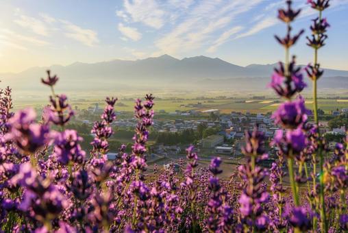 Lavender field early in the morning, JPG Lavender field early in the morning, JPG