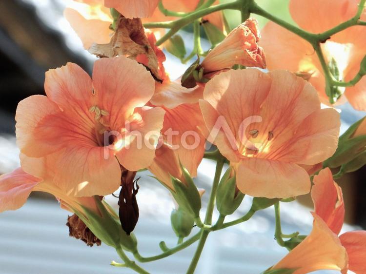 【花の写真】ノウゼンカズラ（凌霄花） ノウゼンカズラ,凌霄花,自然の写真素材