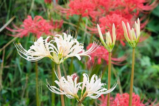 白と赤の彼岸花 白と赤の彼岸花 彼岸花,ヒガンバナ,曼珠沙華の写真素材
