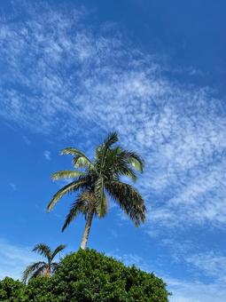 青空 青空の写真