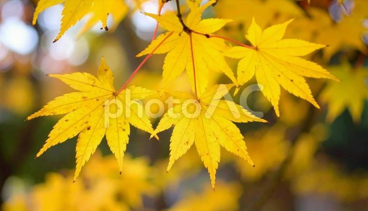 秋の楓　黄色く紅葉した植物 秋,楓,モミジの写真素材