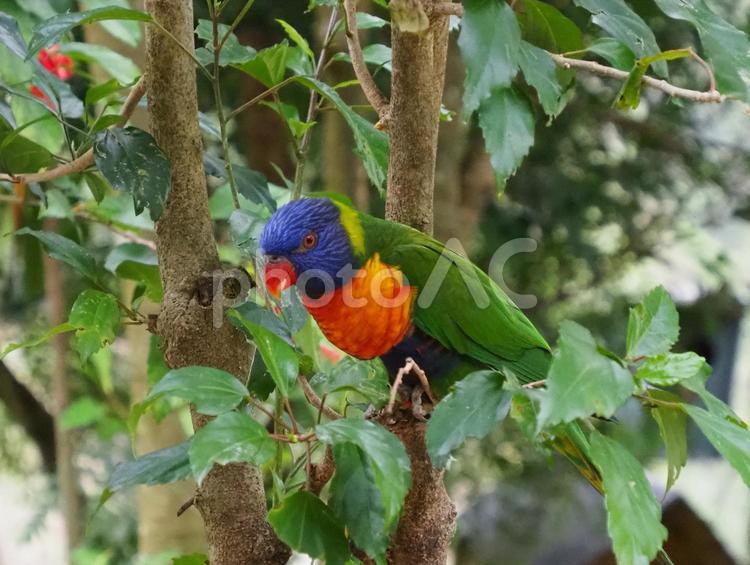 ゴシキセイガイインコ ゴシキセイガイインコ,五色青海鸚哥,鳥の写真素材