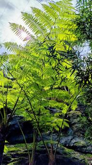 木生シダ 木生シダ,植物,緑の写真素材