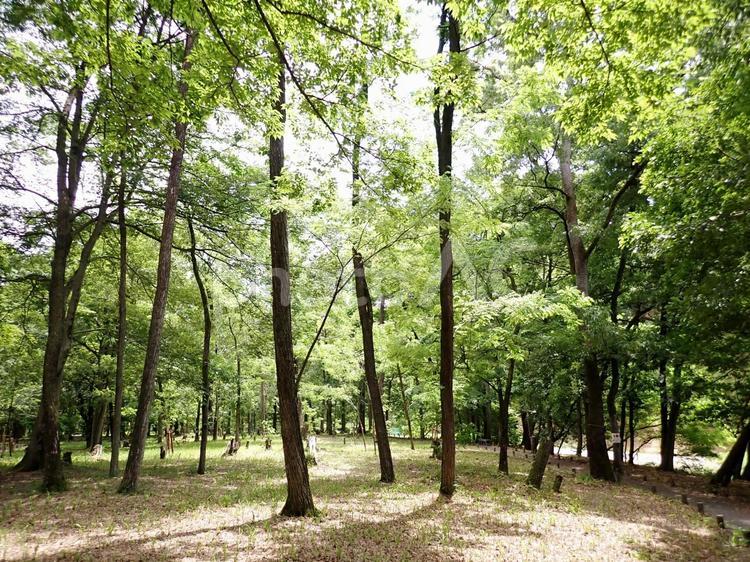 新緑の曼殊沙華公園 新緑,木陰,木の写真素材