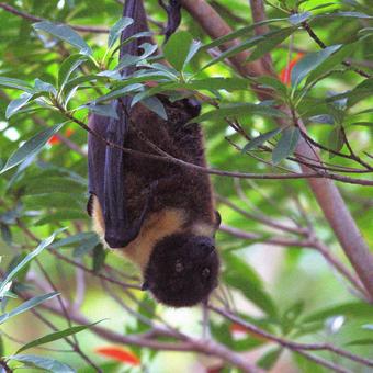 ホリイオオコウモリ やんばるの森 ホリイオオコウモリ やんばるの森の写真