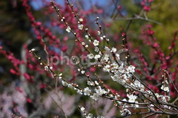 寒さに耐え気品よく咲く 梅,花,バラ科の植物の写真素材