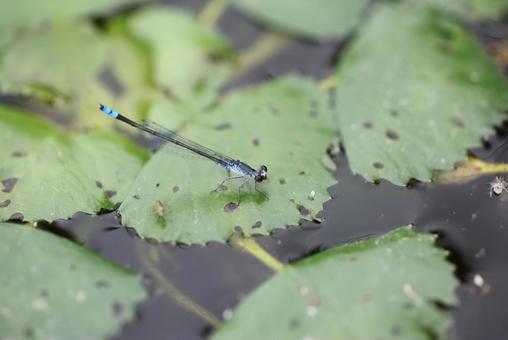 クロイトトンボの写真