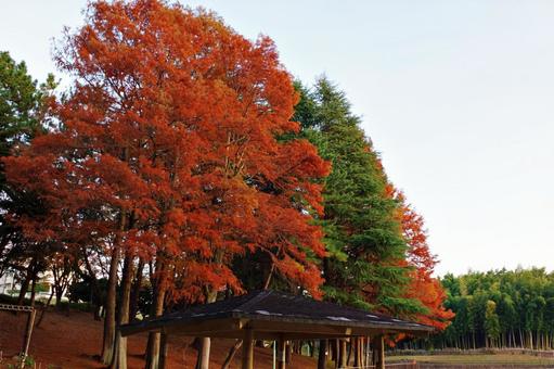 秋の公園風景 散策路,散歩道,林の写真素材