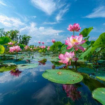 鮮やかな空の下、静かに咲く蓮の風景 鮮やかな空の下、静かに咲く蓮の風景の写真
