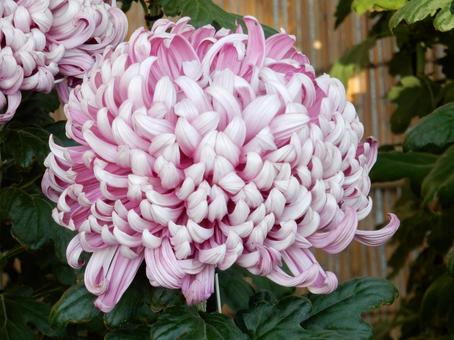 【風景写真】福山菊花展覧会の風景 キク,菊,菊花展の写真素材