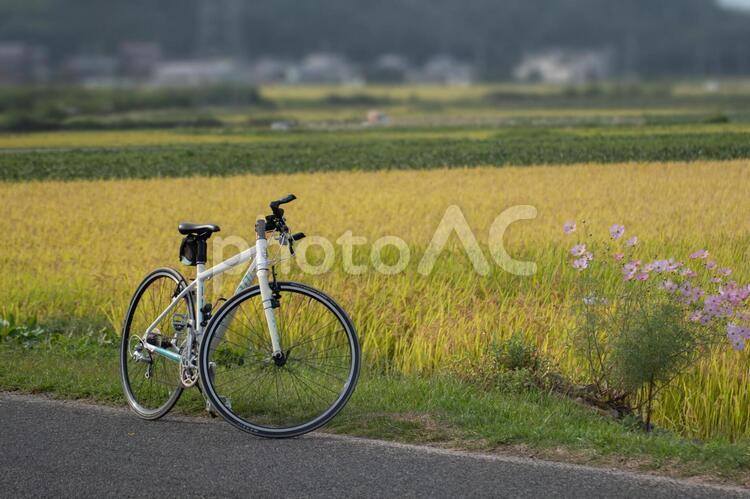 秋の景色-自転車とコスモス 自転車,コスモス,秋桜の写真素材