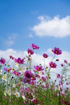 コスモスの花 コスモスの花 コスモス,コスモス畑,花の写真素材