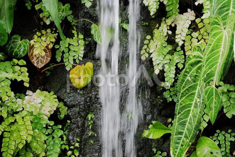 熱帯雨林のイメージ 熱帯雨林,熱帯,植物の写真素材