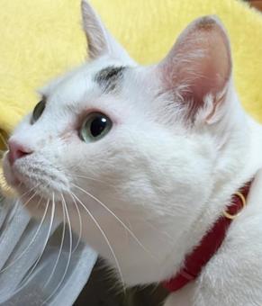 猫、斜め上 猫、斜め上の写真