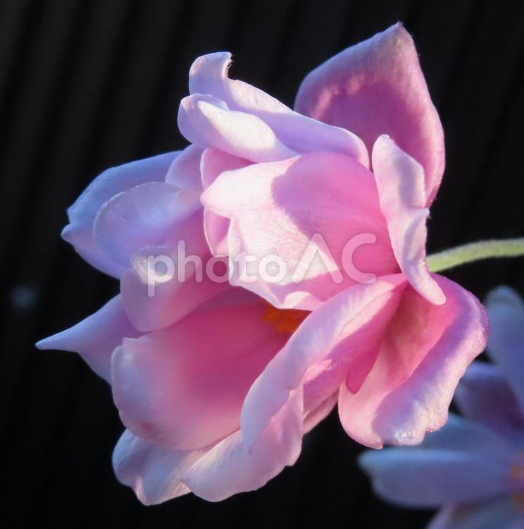 シュウメイギク（秋明菊） シュウメイギク,秋明菊,花の写真素材