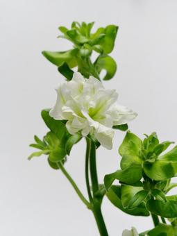 切り花用のペチュニアの花 花,ペチュニア,植物の写真素材
