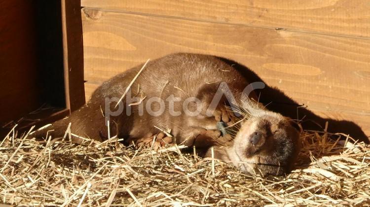 石を持って寝るコツメカワウソ コツメカワウソ,カワウソ,遊ぶの写真素材