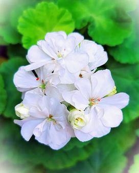 白い花 白い花の写真