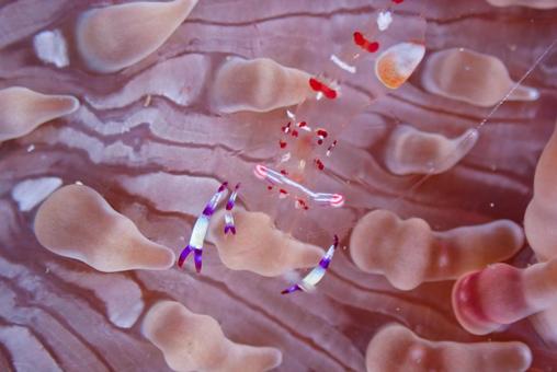 Photo, scuba diving, diving, white-spotted shrimp, 