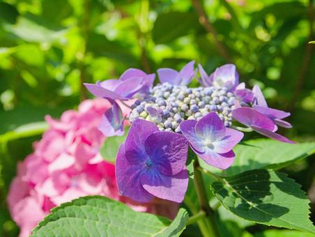 ガクアジサイの花 ガクアジサイの花の写真