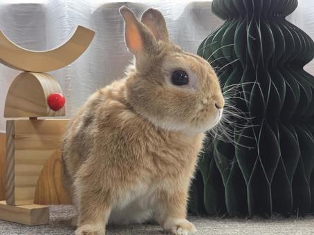 クリスマスの飾りとうさぎ クリスマスの飾りとうさぎ うさぎ,クリスマス,ウサギの写真素材